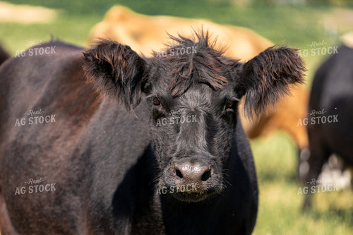 Crossbred Cattle 90088