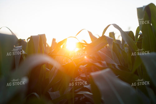 Corn - Mid-Season 1251
