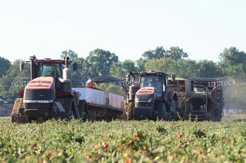 Tomato Harvest 109136
