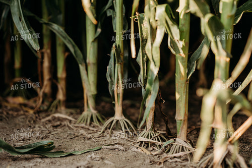 Corn Roots 196321