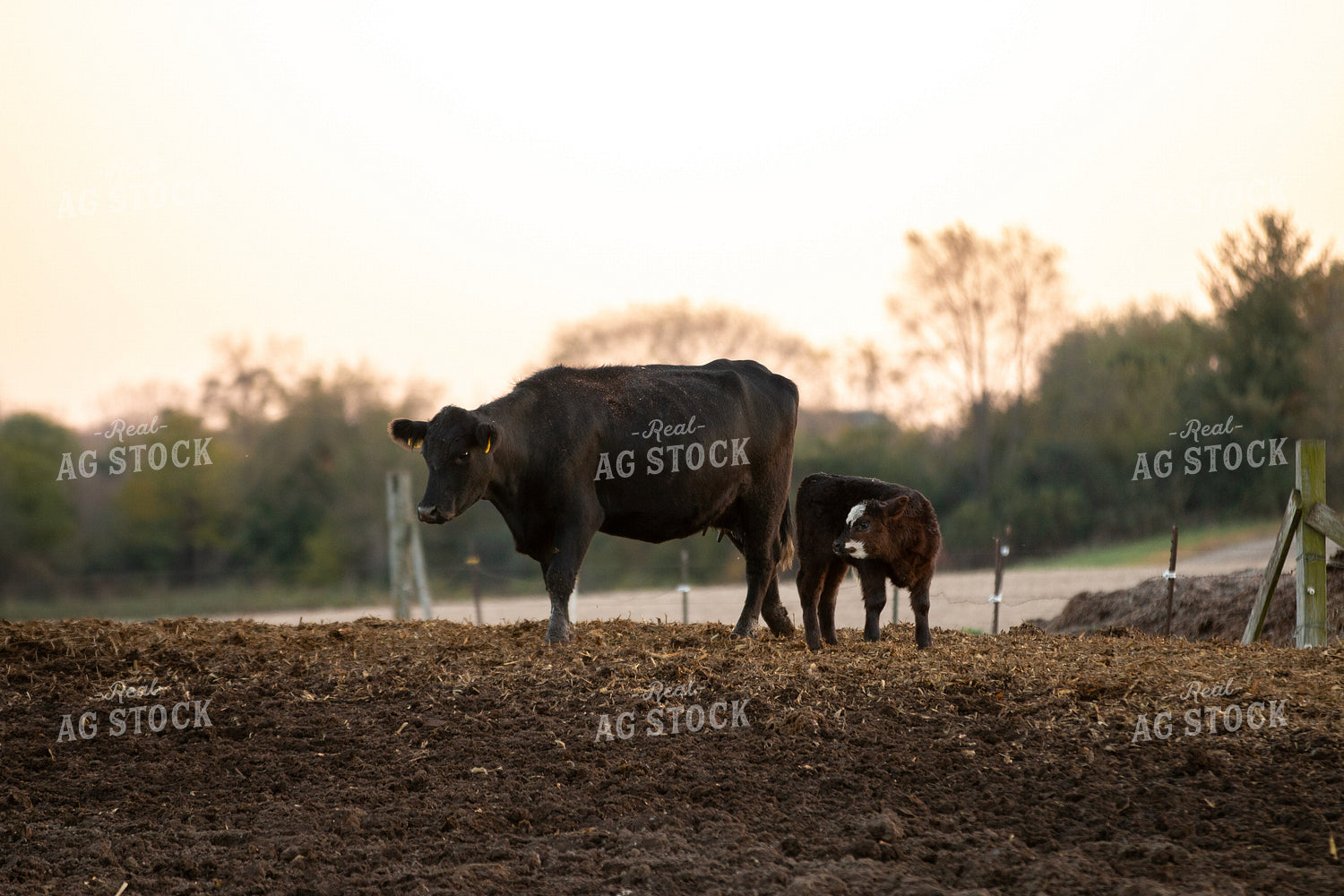 Cow Calf Pair 157245