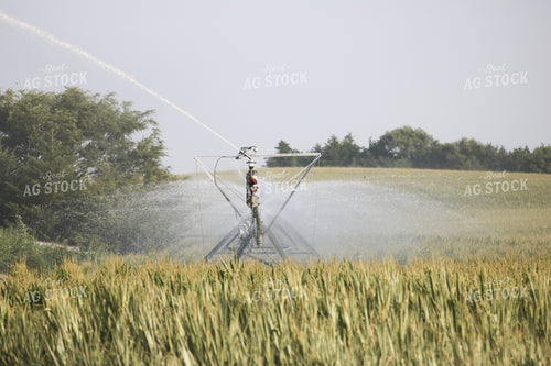 Irrigated Corn Field 82152