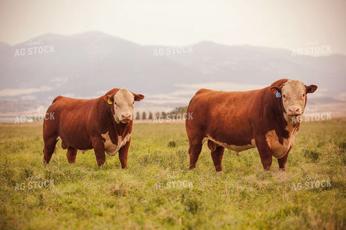 Hereford Bulls in Pasture 81071