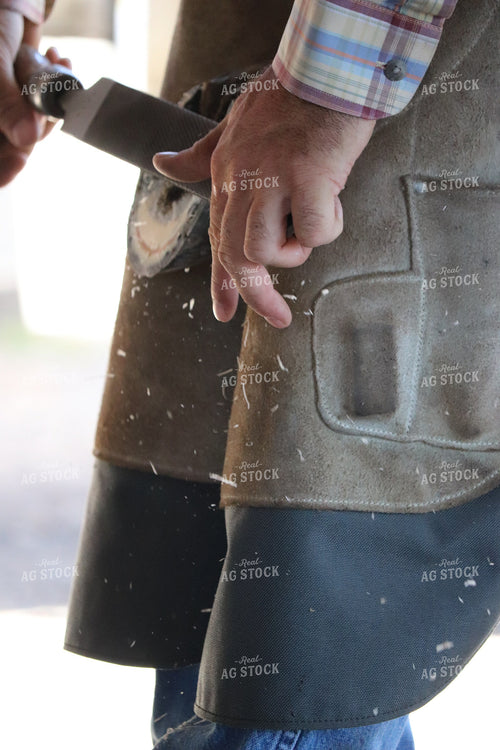 Farrier Fitting a Horseshoe 256026