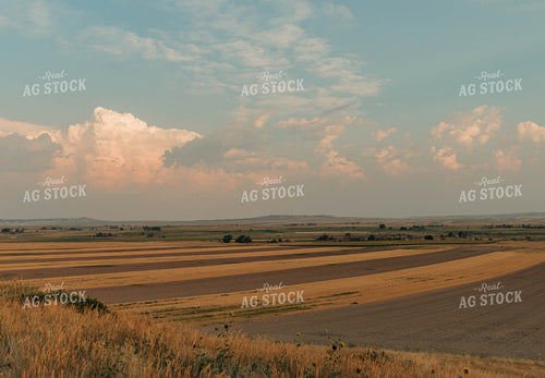 Harvested Fields 61040