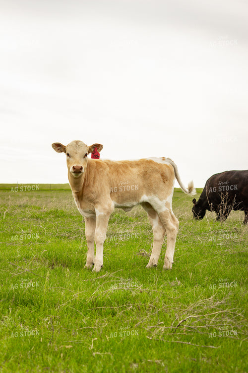 Longhorn Calf 155213