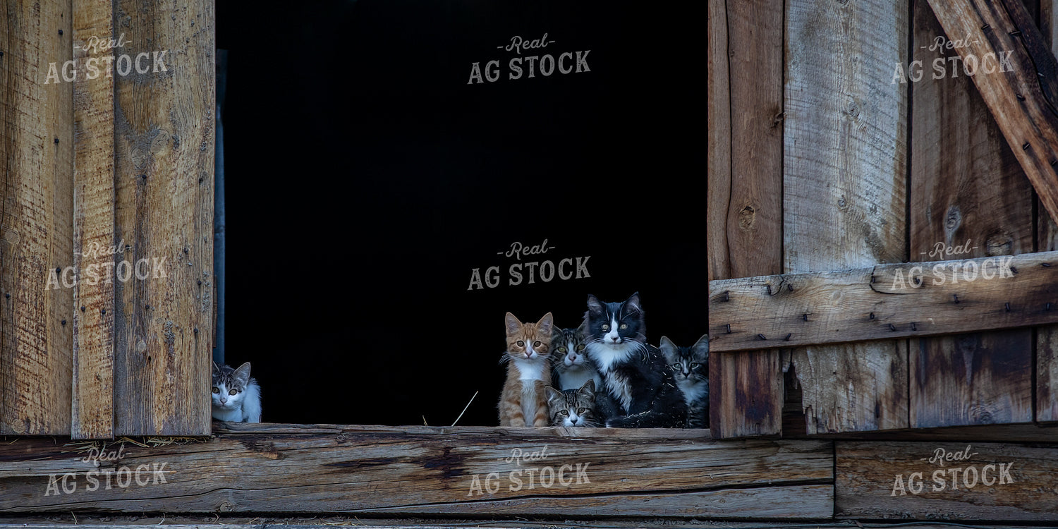 Barn Kittens 304069