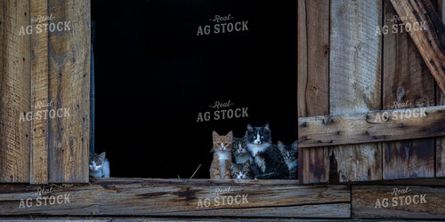 Barn Kittens 304069