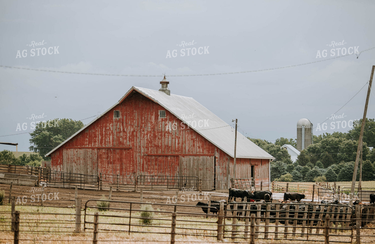 Cows in Farmyard 77111