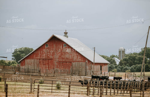 Cows in Farmyard 77111