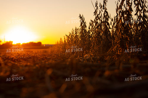Soybeans - Dry 2479