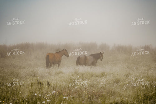 Horses on Pasture 185253