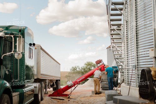 Farmer Unloading Corn 9356
