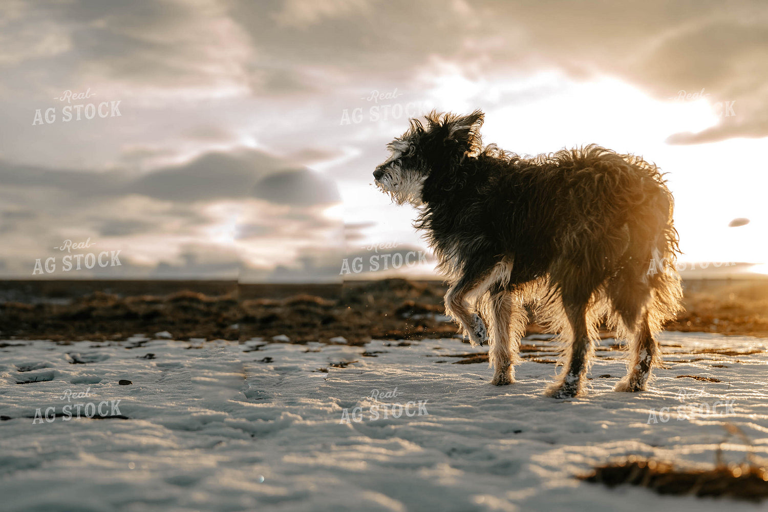 Ranch Dog 58373