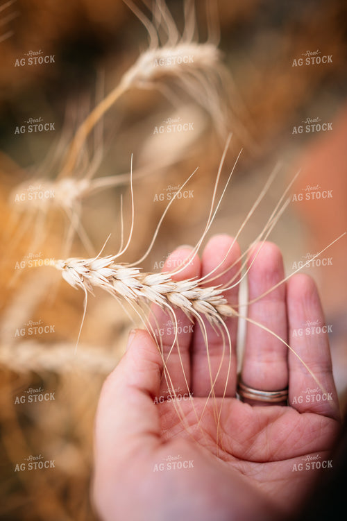Mature Wheat 56703