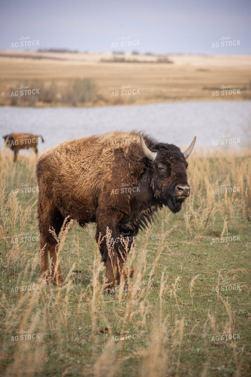 Bison 187129