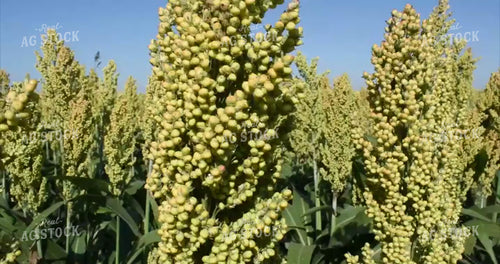 Sorghum Field 156066