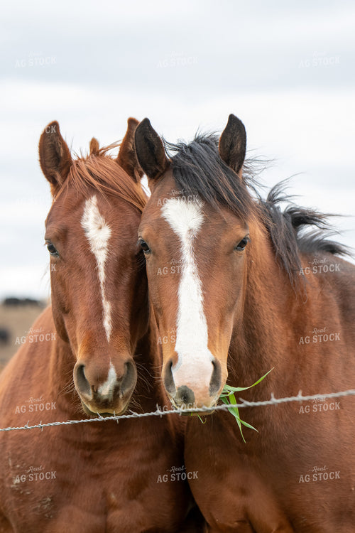 Horses 193036