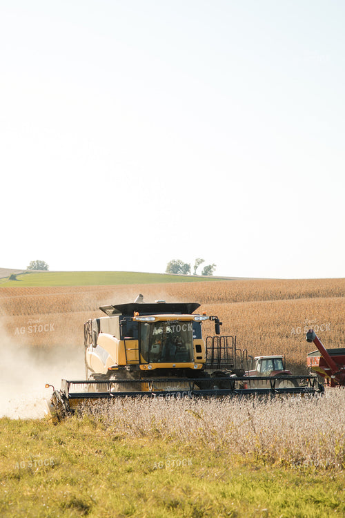 Soybean Harvest 215094