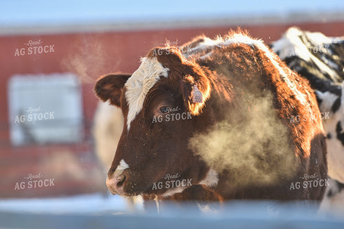 Red and White Holstein 120014