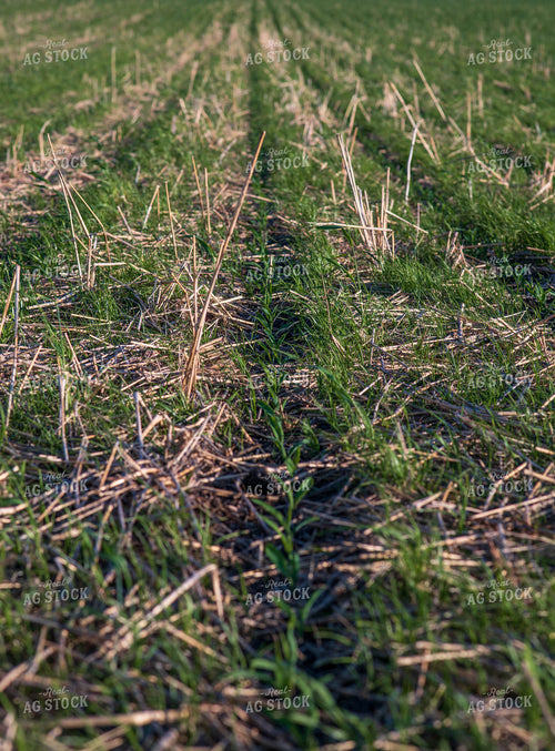 Cover Crop Field 76123