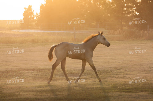 Horse in Pasture 81011