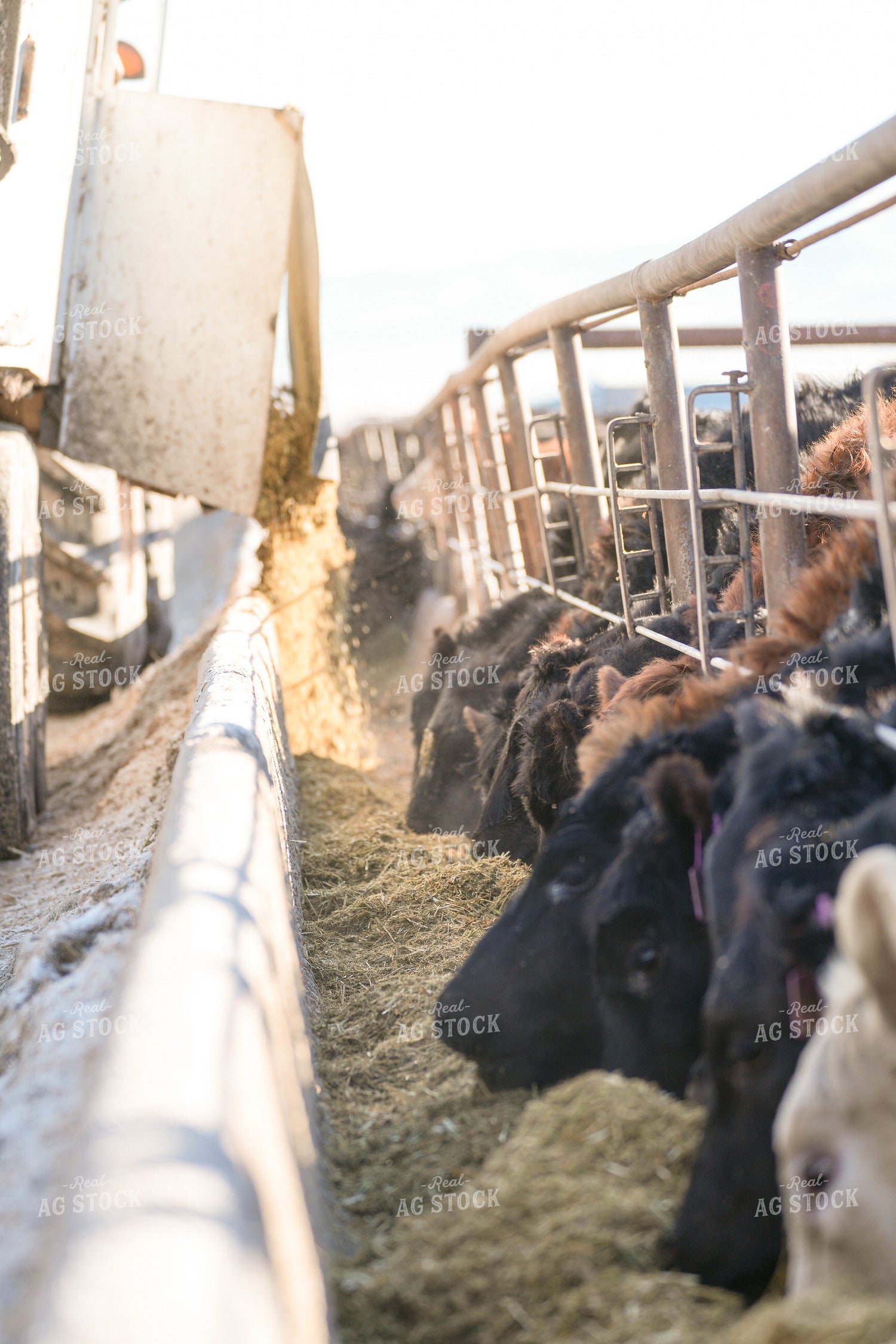 Feeding Cattle in Feedlot 293025