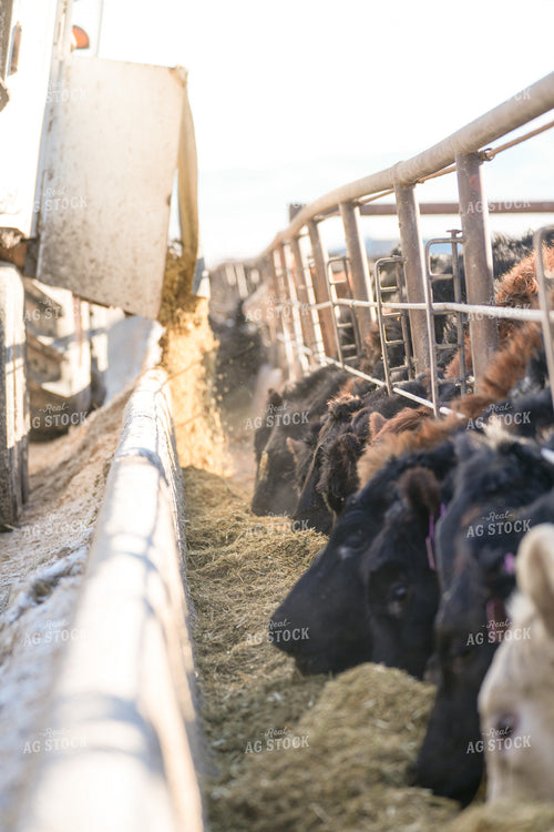 Feeding Cattle in Feedlot 293025