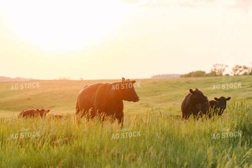 Black Angus Cattle on Pasture 68264