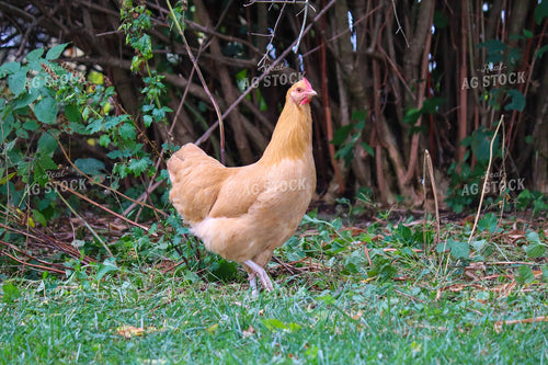 Chicken 173011