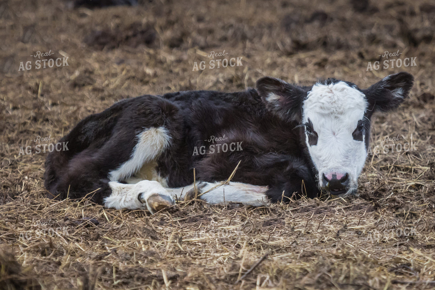Holstein Calf Laying in Bedding 138001