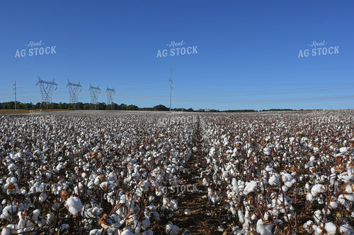 Cotton 149023