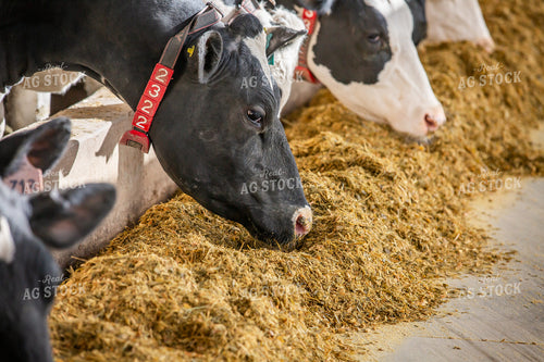 Holstein Cattle Eating in Freestall Barn 270279