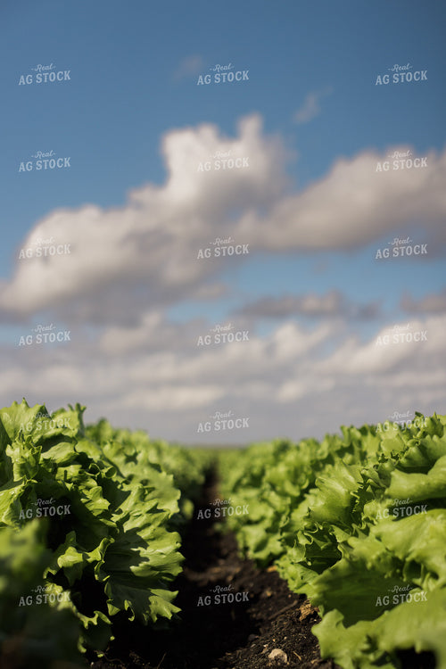 Iceberg Lettuce Field 7351