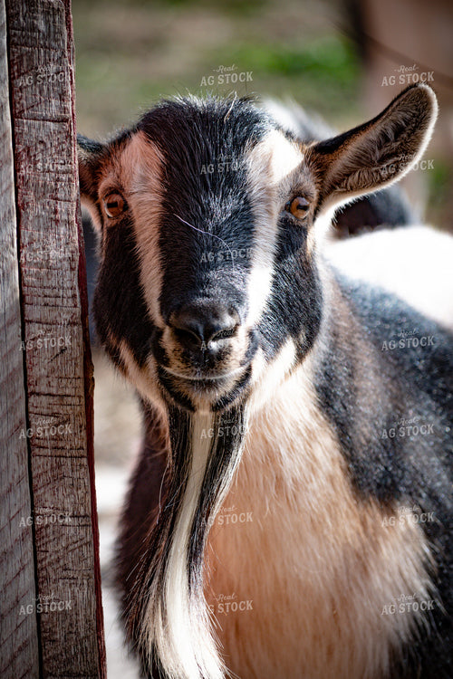 Goat 166024