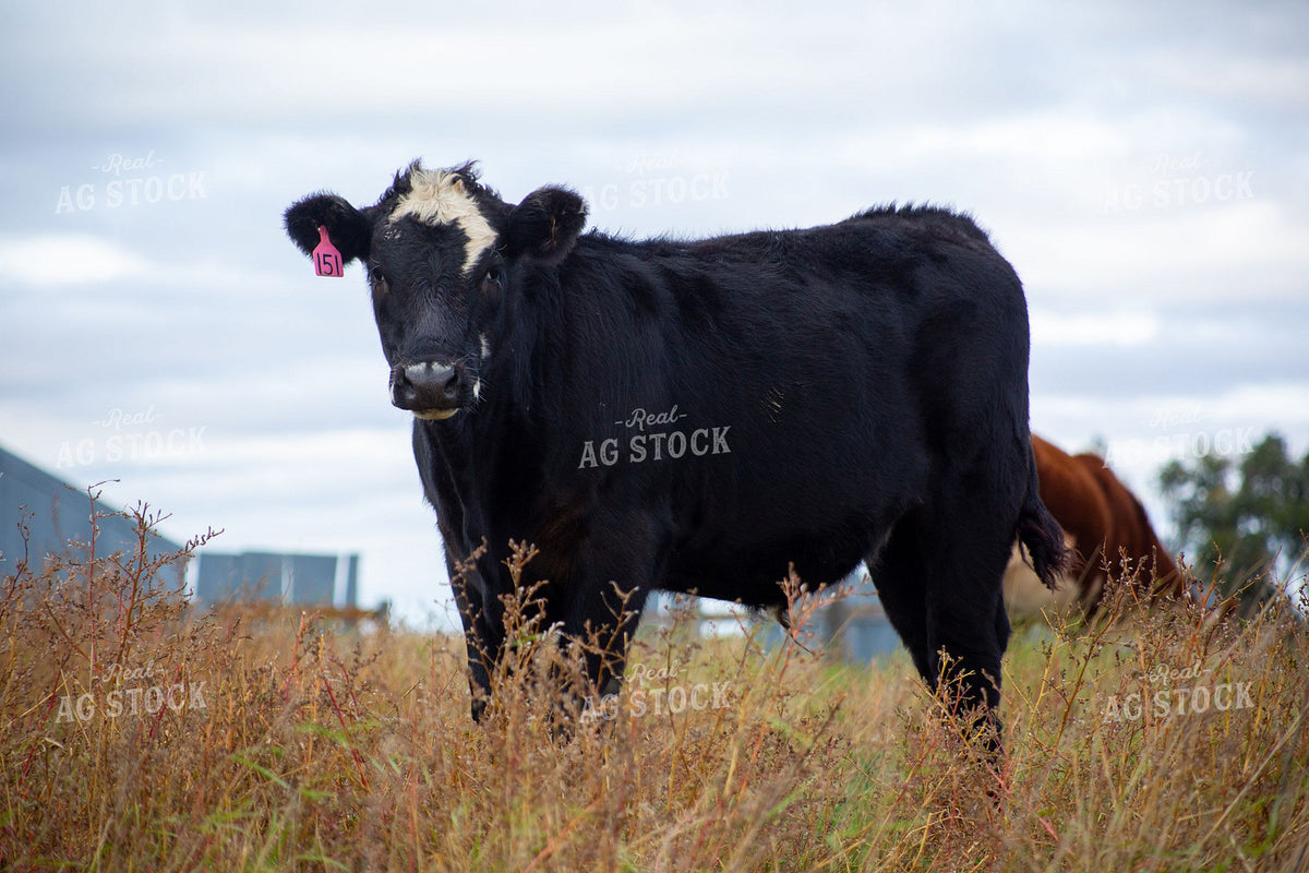 Black Baldy Heifer Standing in Fall Pasture Grass 406002