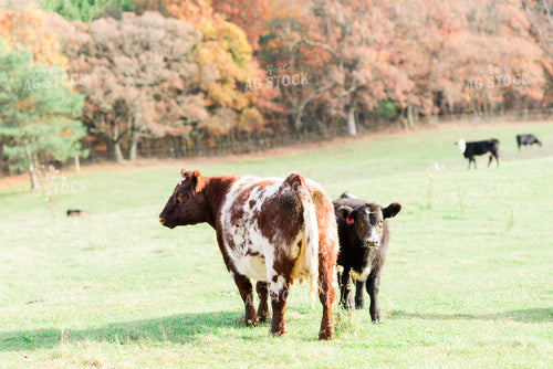 Red Roan Cow and 74008