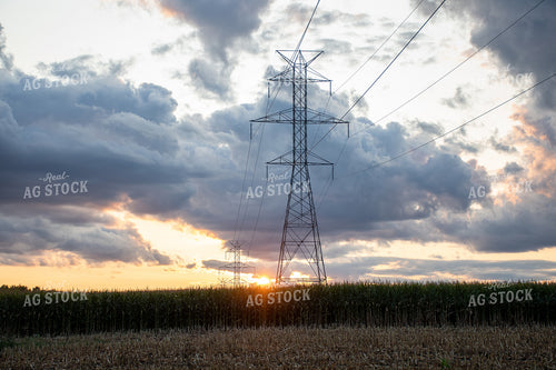 Corn Field at Sunset 50239