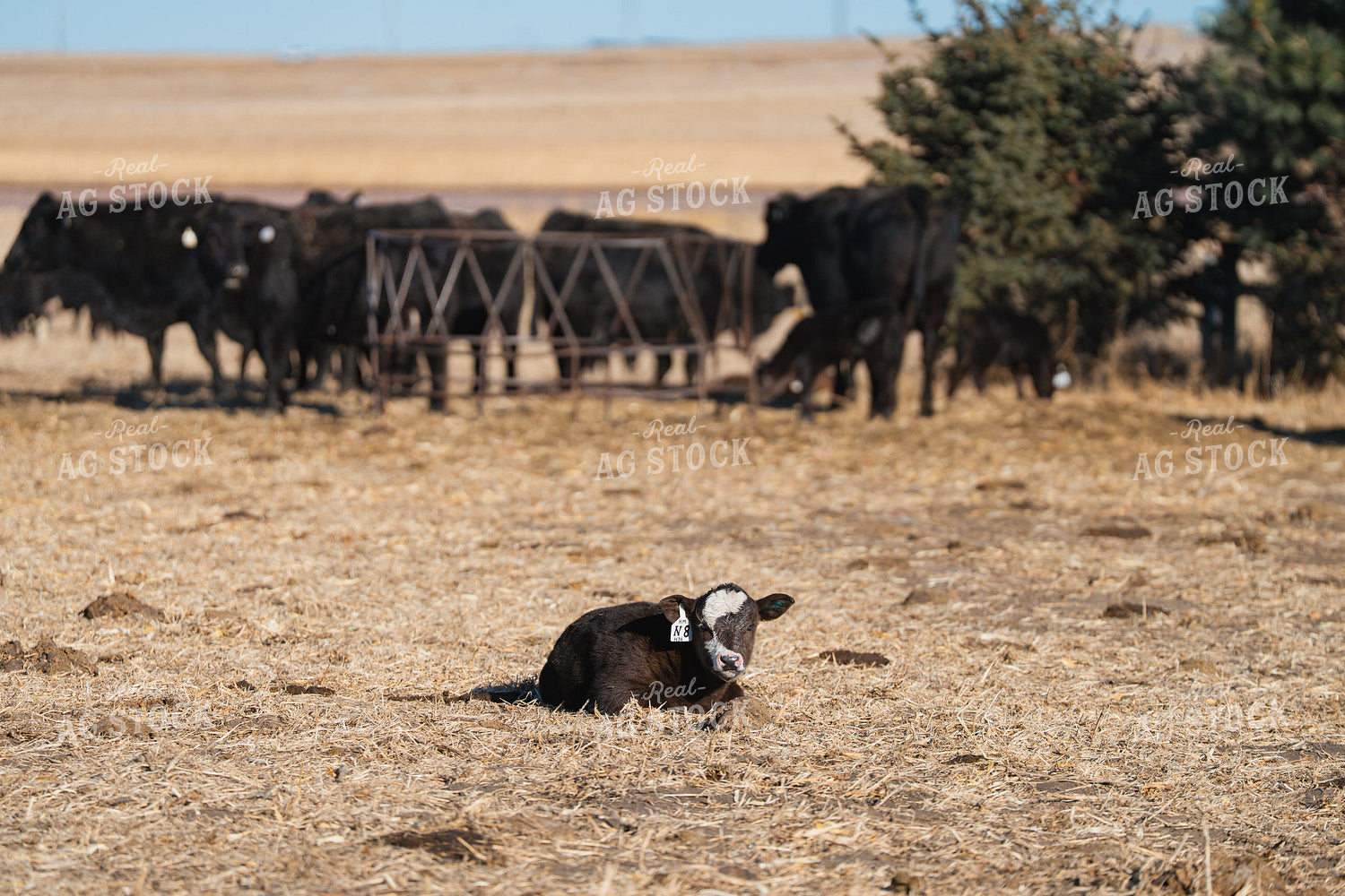 Black Baldy Calf 68310