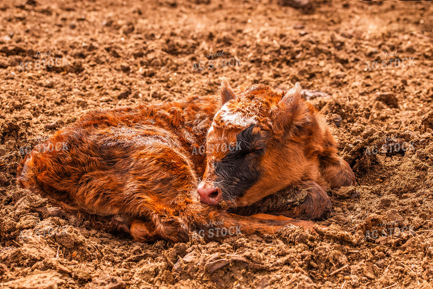 Crossbred Calf Sleeping 299035
