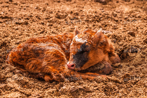 Crossbred Calf Sleeping 299035