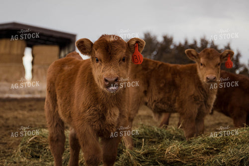 Angus Calves in Farmyard 97141