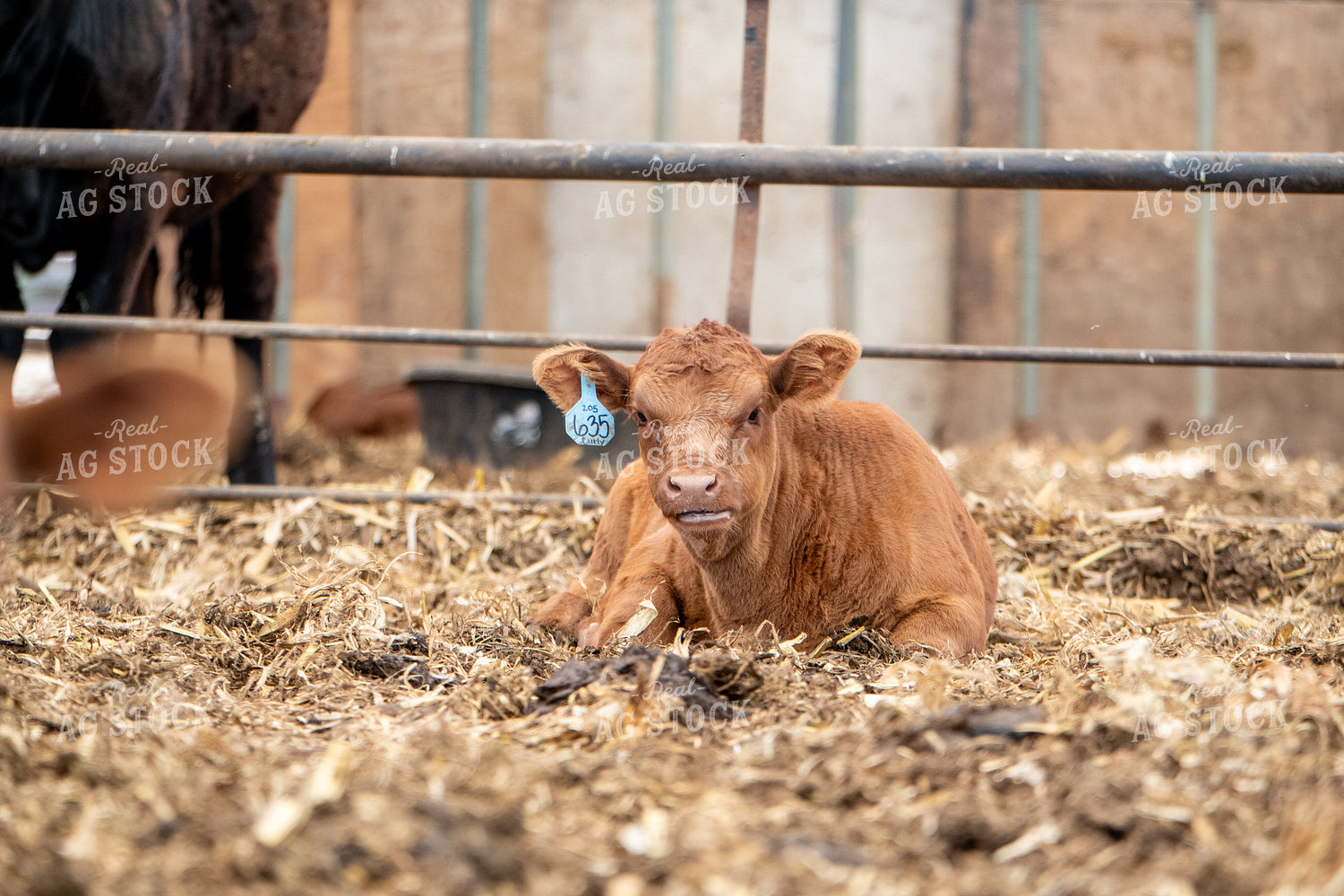 Red Angus Calf 193091