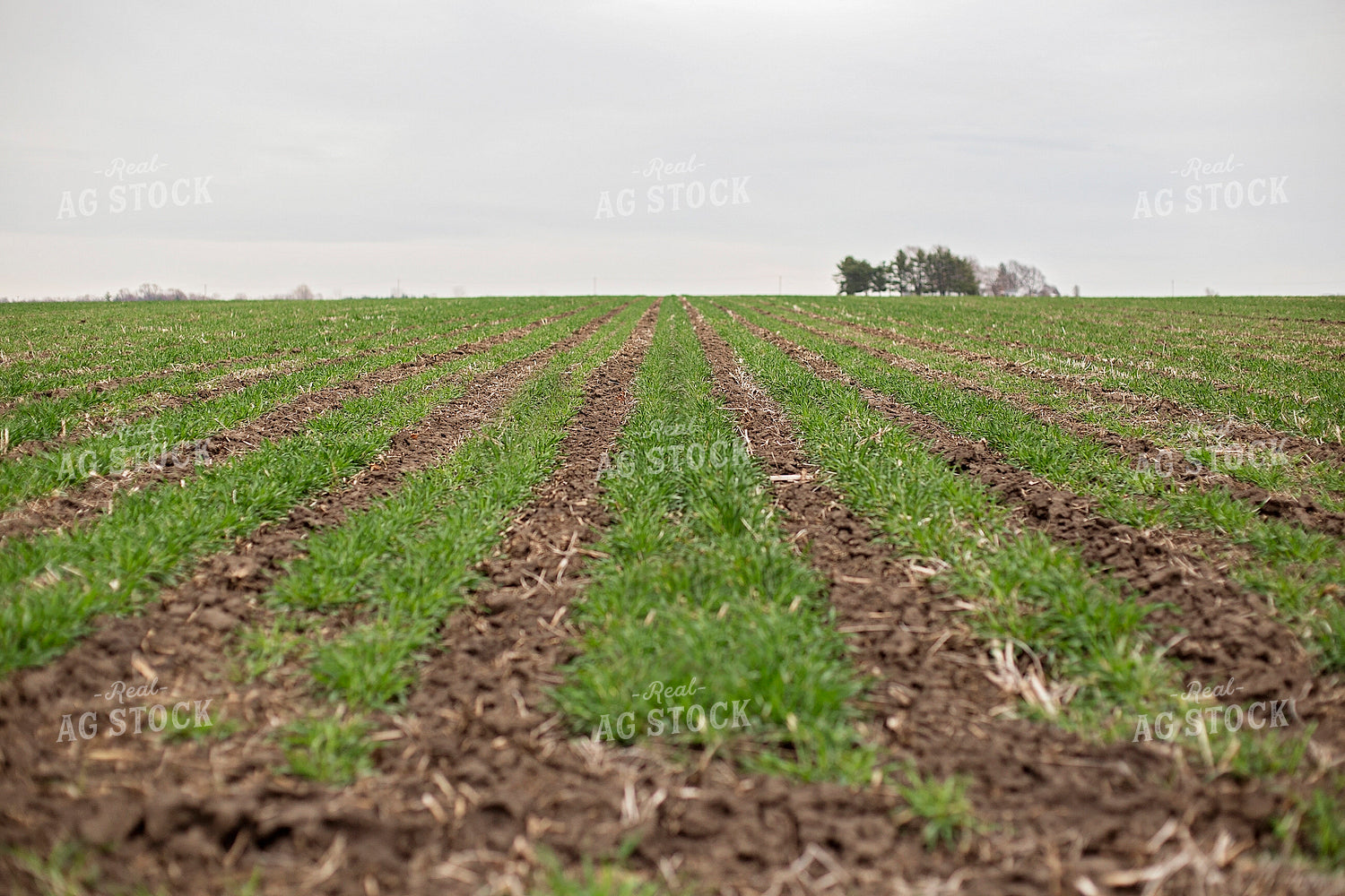 Field of Triticale 93011