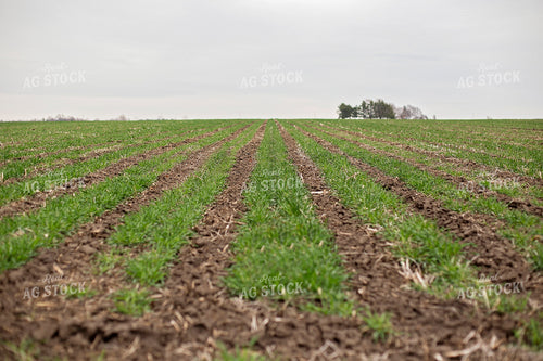 Field of Triticale 93011