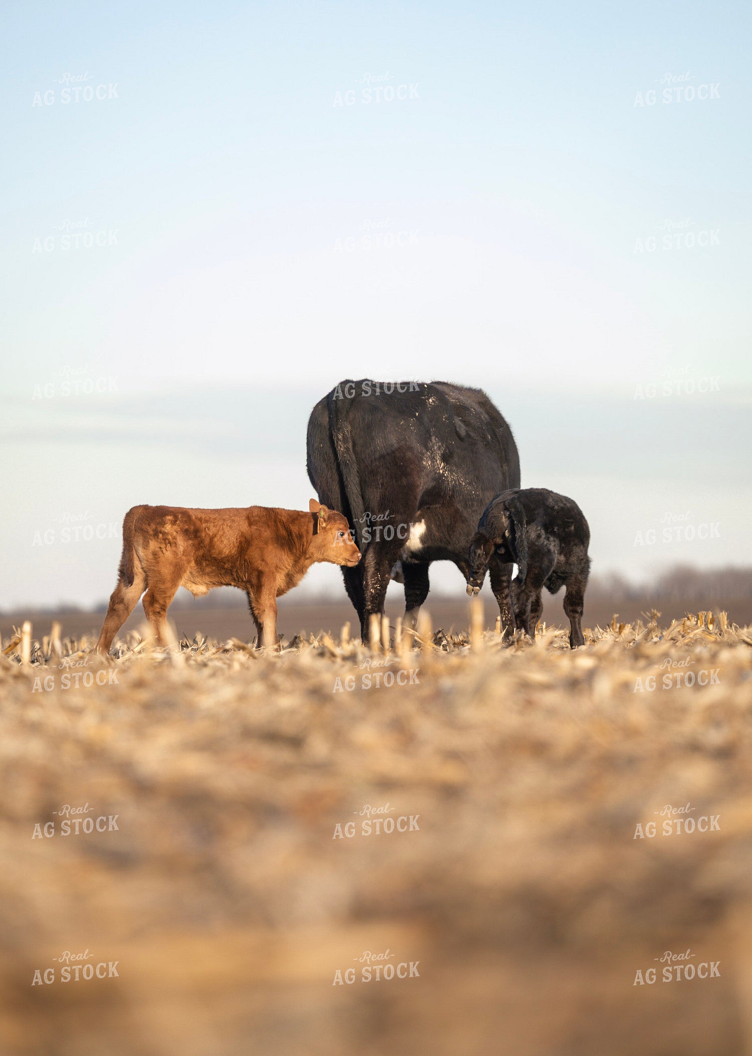 Cow Calf Pairs on Corn Stalks 305033