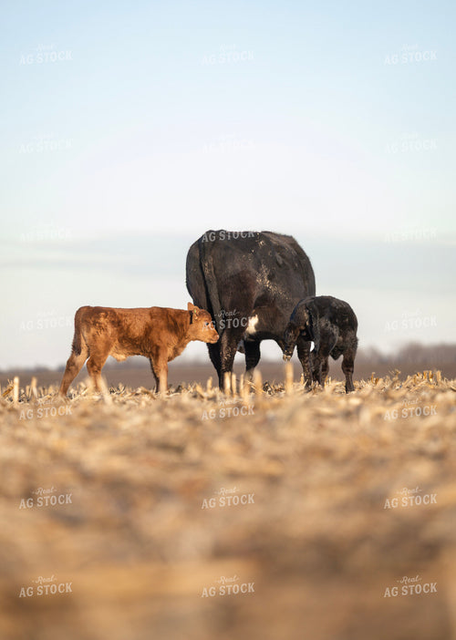 Cow Calf Pairs on Corn Stalks 305033