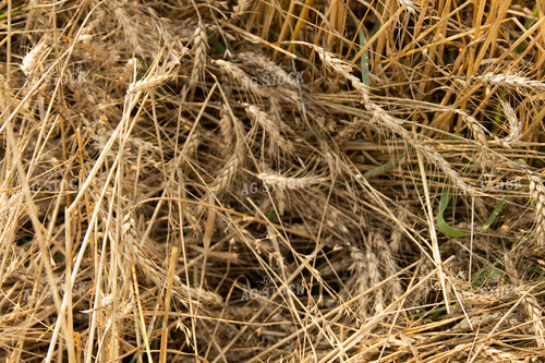 Cut Hay 52294
