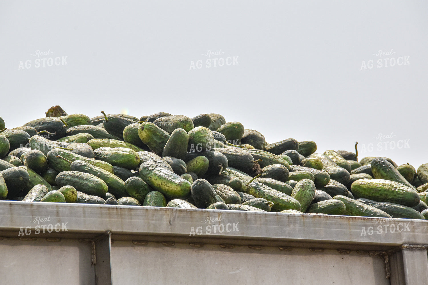 Cucumber Harvest 84157