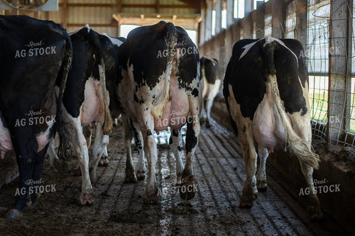 Holstein Cattle 50491